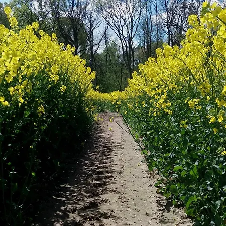 Inselromantik Ruegen, Dz Honeymoon Dreschvitz